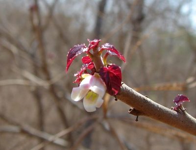 Jatropha cordata, photographed by Francisco Farriols Sarabia