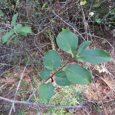 Ilex ambigua, photographed by Laura Clark