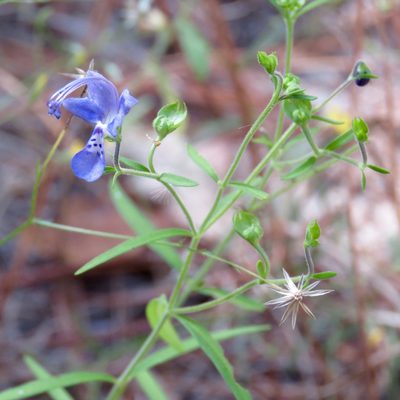 Trichostema setaceum, photographed by Laura Clark