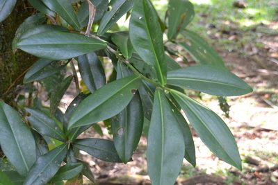 Souroubea sympetala, photographed by Letizia Weichgrebe