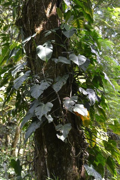 Philodendron platypetiolatum, photographed by Letizia Weichgrebe