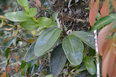 Anthurium obtusum, photographed by Letizia Weichgrebe