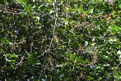Souroubea sympetala, photographed by Letizia Weichgrebe