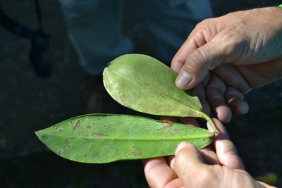 Souroubea sympetala, photographed by Letizia Weichgrebe