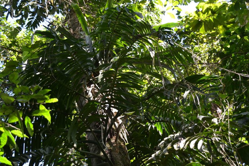 Monstera tenuis, photographed by Letizia Weichgrebe