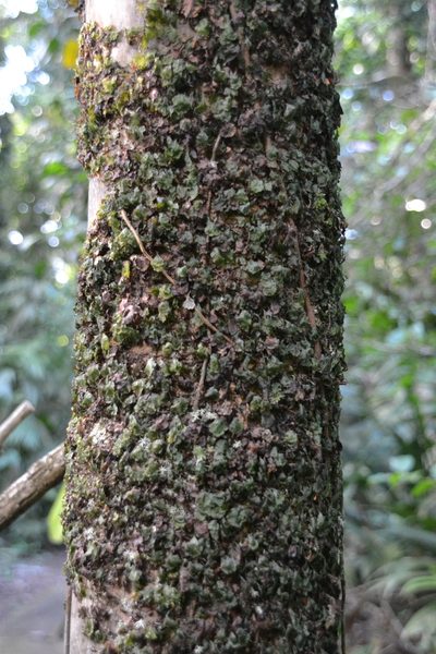 Didymoglossum godmanii, photographed by Letizia Weichgrebe