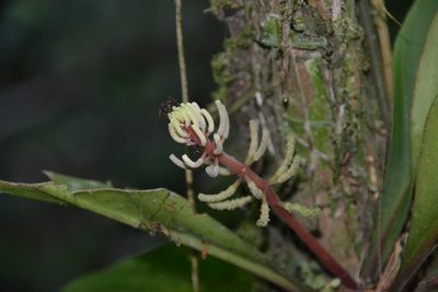 Peperomia pernambucensis, photographed by Letizia Weichgrebe