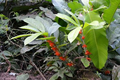 Columnea purpurata, photographed by Letizia Weichgrebe