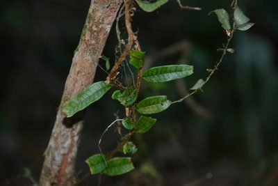 Microgramma lycopodioides, photographed by Letizia Weichgrebe