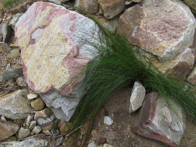 Ficinia acuminata, photographed by Chris Vynbos