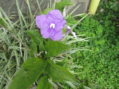 Brunfelsia pauciflora, photographed by Guillermo J. Fadul R.