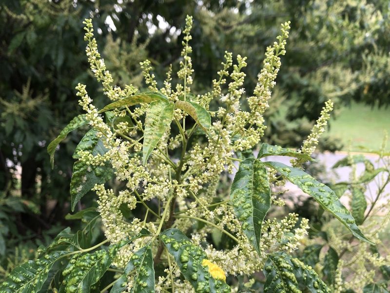 Thouinia acuminata, photographed by Luis F. Ramírez