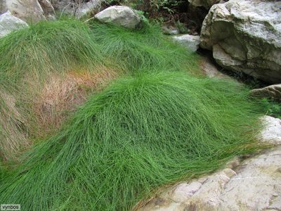 Ficinia acuminata, photographed by Chris Vynbos
