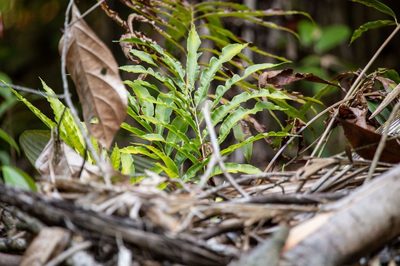 Metaxya scalaris, photographed by Gerry van Tonder