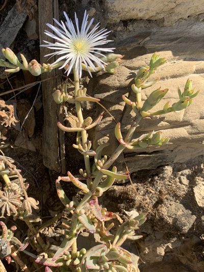 Mesembryanthemum pallens, photographed by Matthew Fainman