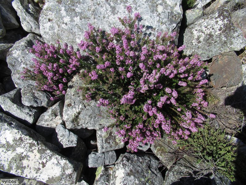 Agathosma odoratissima, photographed by Chris Vynbos