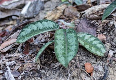 Cecropia obtusa, photographed by Gerry van Tonder