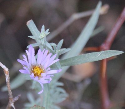 Symphyotrichum defoliatum, photographed by Millie Basden