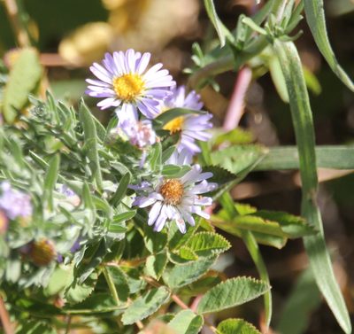 Symphyotrichum defoliatum, photographed by Millie Basden