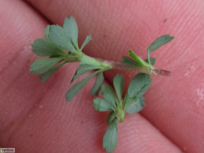 Cliffortia propinqua, photographed by Chris Vynbos