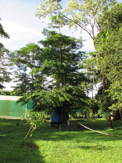 Terminalia amazonia, photographed by Guillermo J. Fadul R.