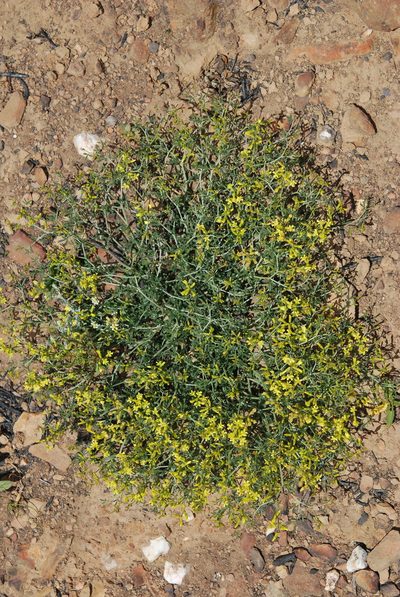 Lotononis viborgioides, photographed by Charles Stirton