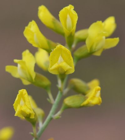 Lotononis viborgioides, photographed by Charles Stirton