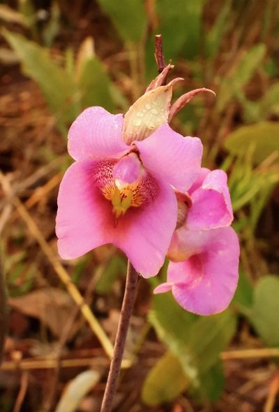Eulophia cucullata, photographed by desertnaturalist