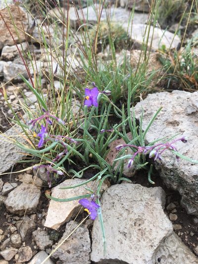 Tradescantia wrightii, photographed by Cecelia Alexander