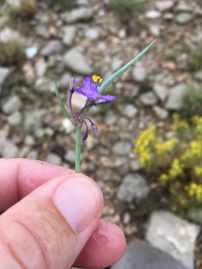 Tradescantia wrightii, photographed by Cecelia Alexander