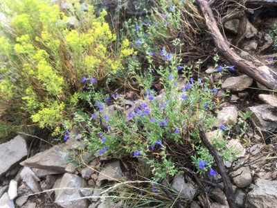 Salvia lycioides, photographed by Cecelia Alexander