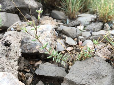 Talinopsis frutescens, photographed by Cecelia Alexander