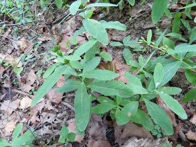 Hypericum tubulosum, photographed by Laura Clark