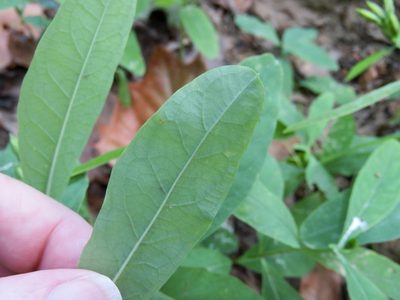Hypericum tubulosum, photographed by Laura Clark