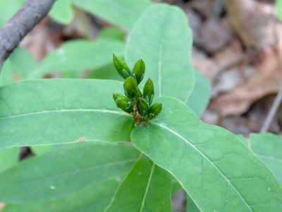 Hypericum tubulosum, photographed by Laura Clark
