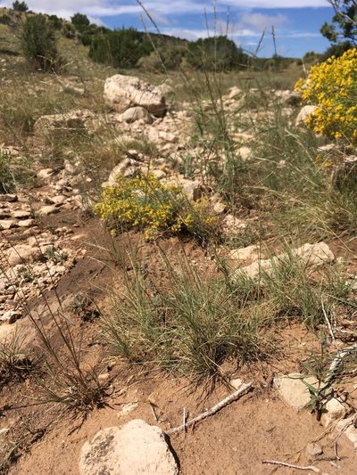 Muhlenbergia arenicola, photographed by Cecelia Alexander