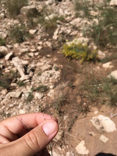 Muhlenbergia arenicola, photographed by Cecelia Alexander