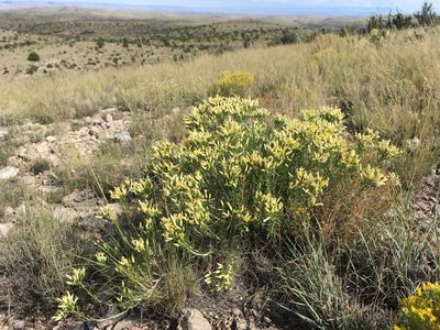 Lorandersonia baileyi, photographed by Cecelia Alexander