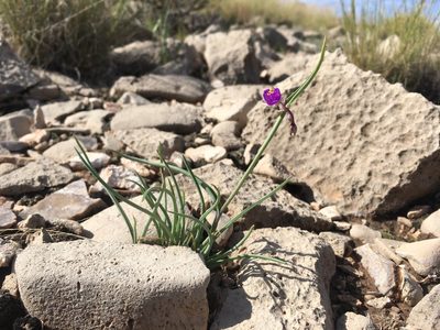 Tradescantia wrightii, photographed by Cecelia Alexander