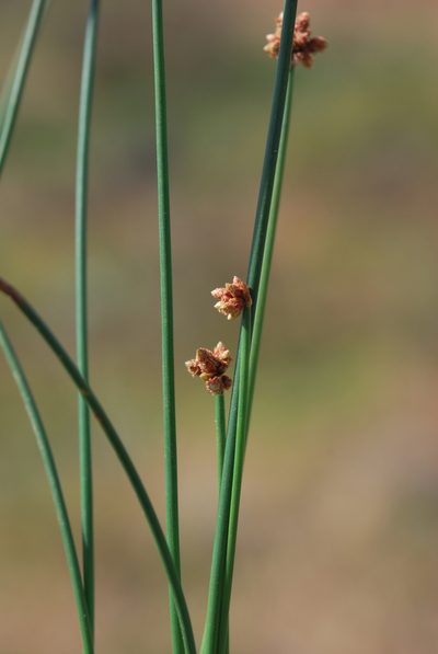 Ficinia repens, photographed by Charles Stirton