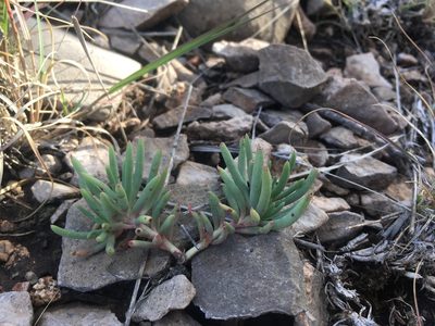 Phemeranthus brevicaulis, photographed by Cecelia Alexander