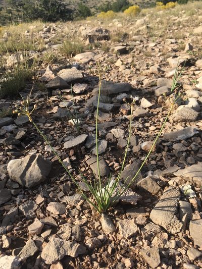 Allium longifolium, photographed by Cecelia Alexander