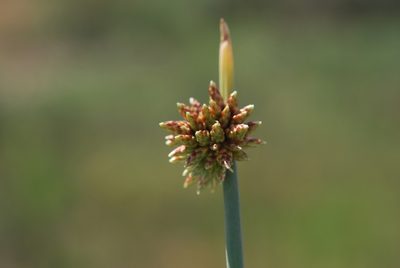 Afroscirpoides dioeca, photographed by Charles Stirton