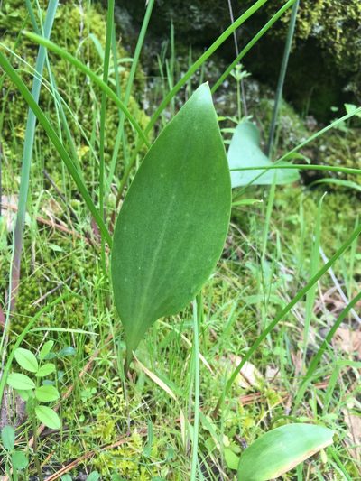 Fritillaria eastwoodiae, photographed by Matt Berger