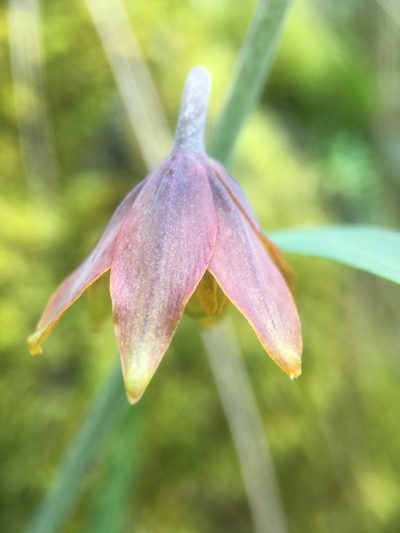 Fritillaria eastwoodiae, photographed by Matt Berger