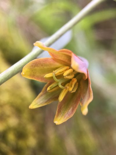 Fritillaria eastwoodiae, photographed by Matt Berger