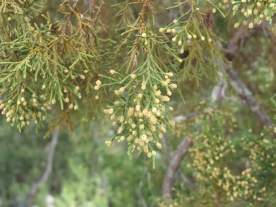 Juniperus jaliscana, photographed by Dante S. Figueroa