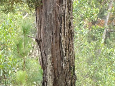 Juniperus jaliscana, photographed by Dante S. Figueroa