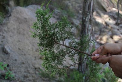 Juniperus jaliscana, photographed by Dante S. Figueroa