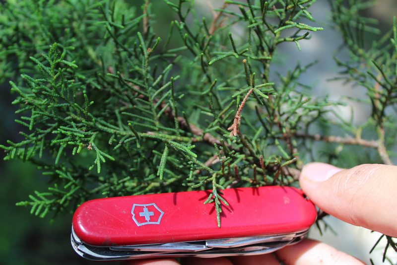 Juniperus jaliscana, photographed by Dante S. Figueroa